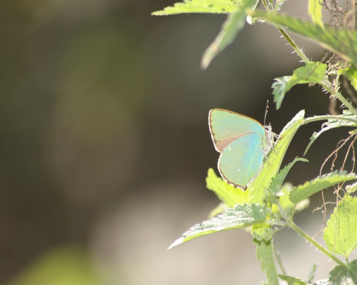 Callophrys rubi a fine settembre???